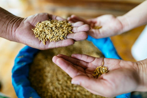 ONU crise alimentaire