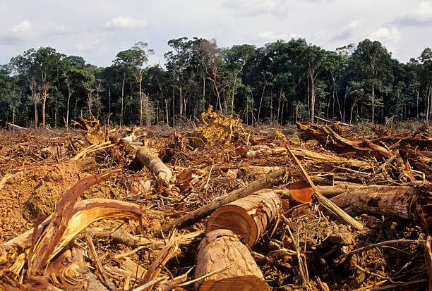 Forêt amazonienne Venezuela