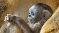 Pairi Daiza