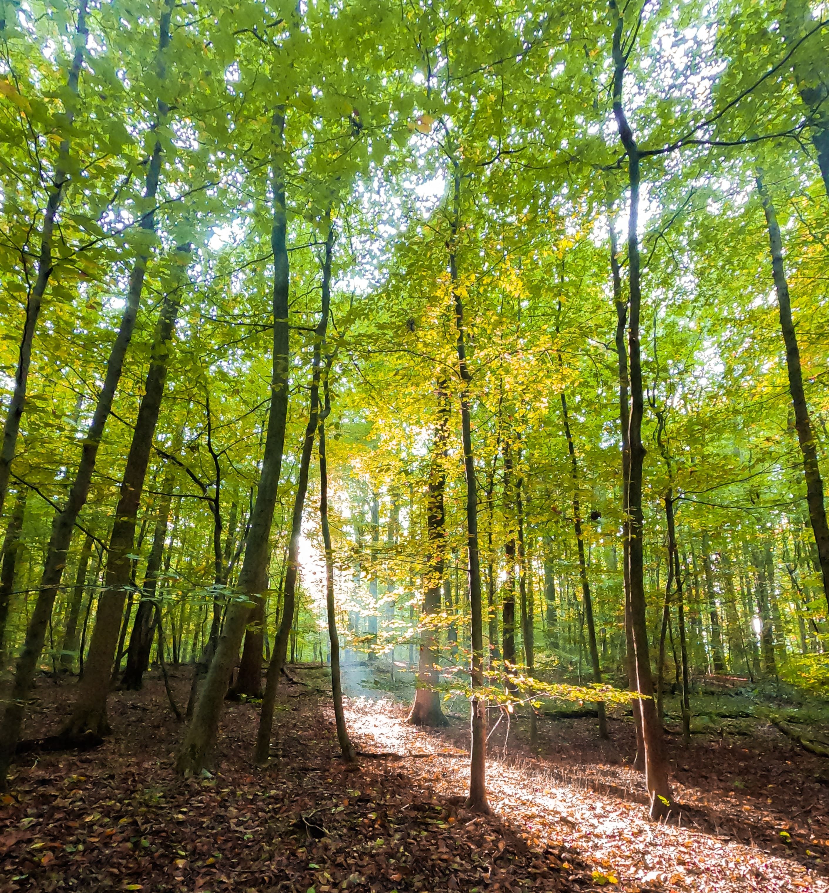 image_foret