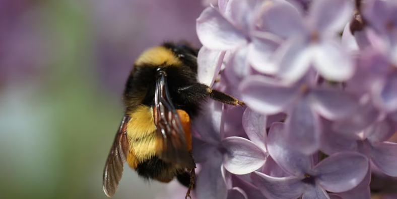 Pollinisateurs