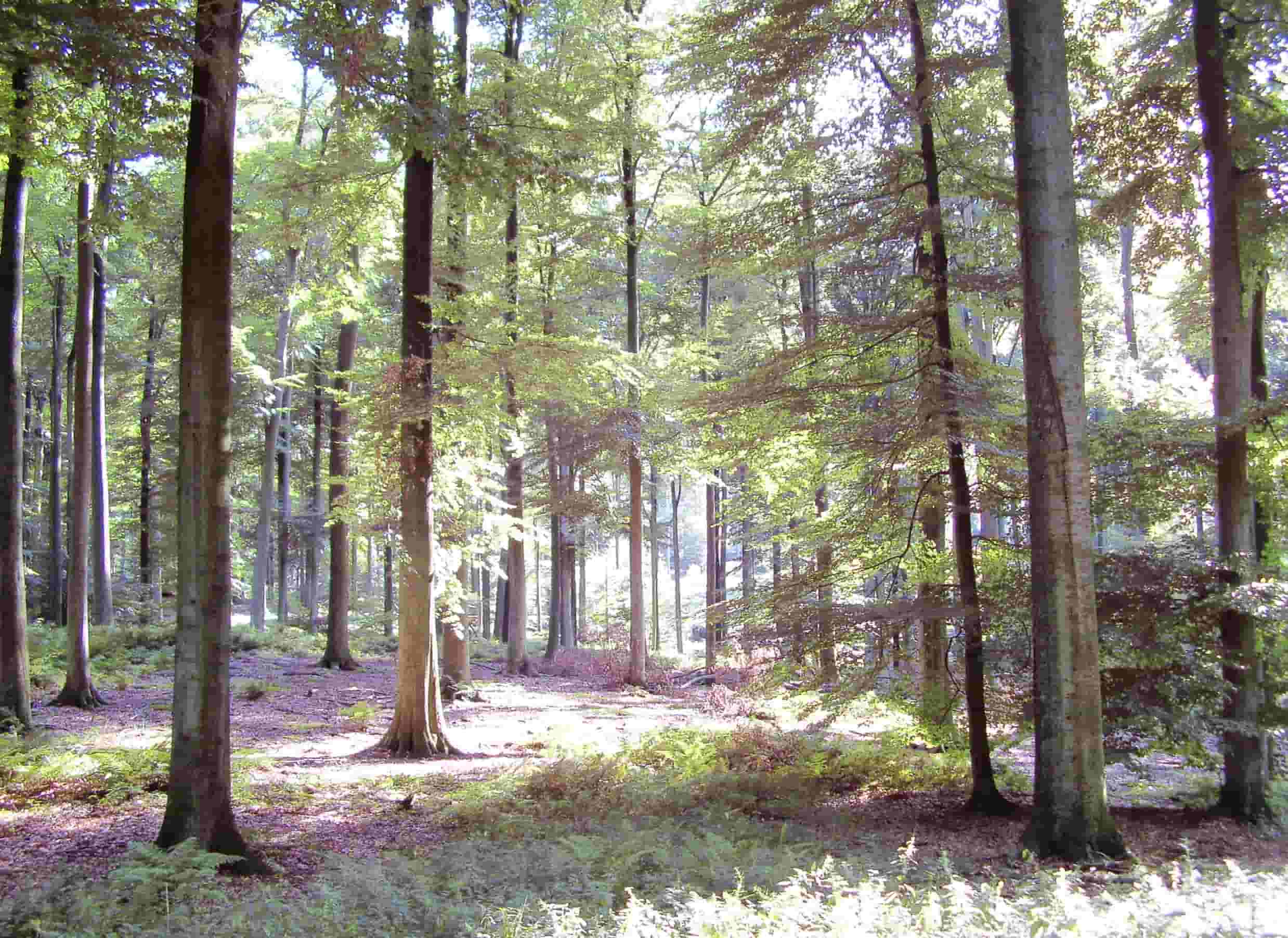 Forêt de Soignes